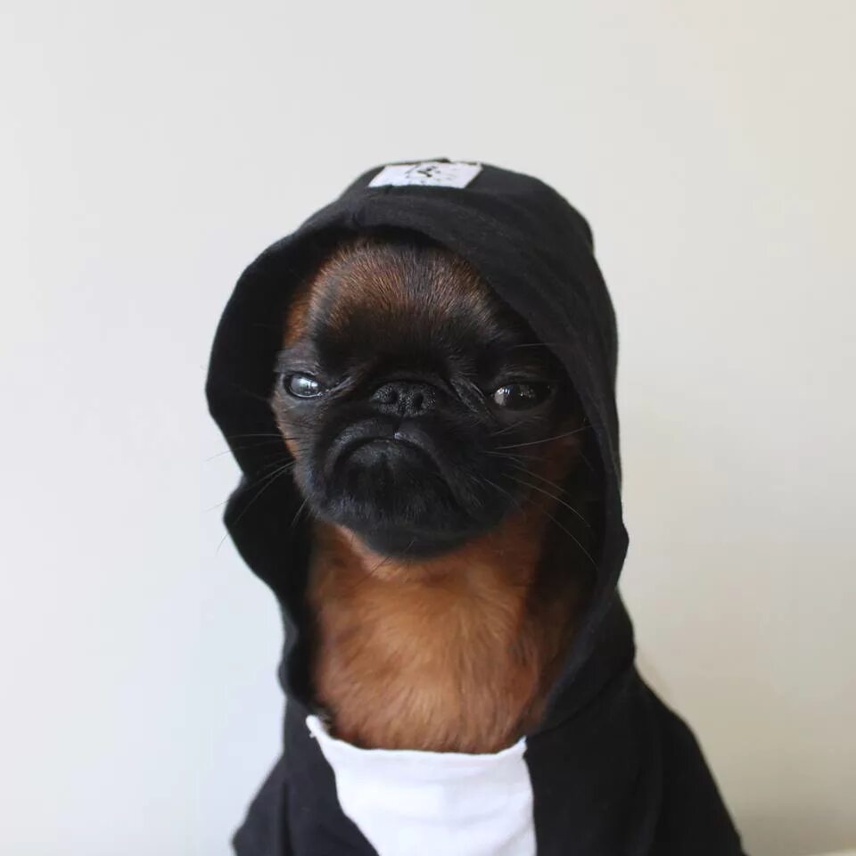 Собака в худи мем AbusiveBucket YouTube