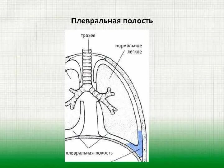 Органы плевральной полости. Плевральная полость. Синусы плевральной полости схема. Плевральная полость это физиология. Плевральная полость схема.