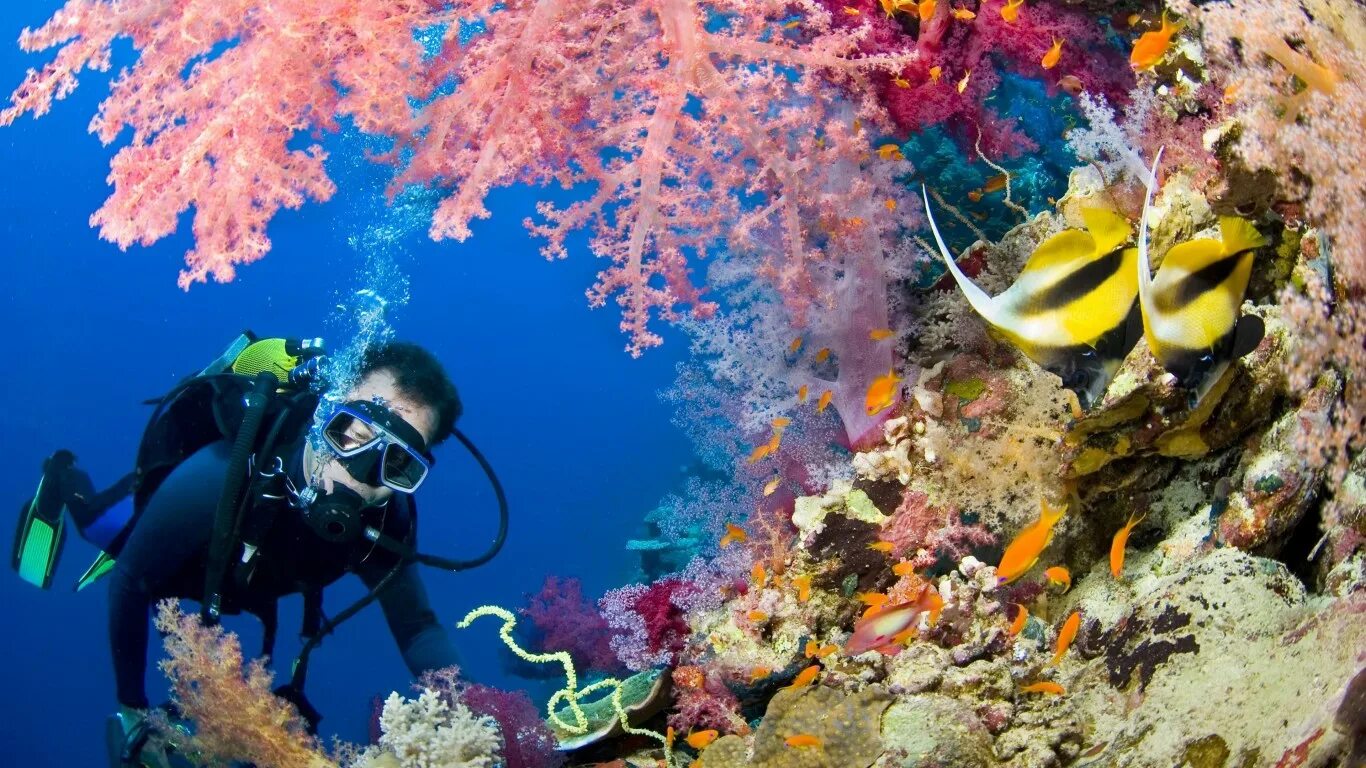 Sea dive. Туббатаха риф дайвинг. Дайвинг Шарм-Эль-Шейх. Снорклинг Шарм Эль Шейх. Красное море погружение с аквалангом.