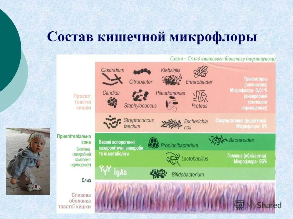 Основные представители микрофлоры кишечника таблица. Микрофлора толстого кишечника таблица. Представители нормальной микрофлоры толстого кишечника. Микробиота и заболевания. Состав кишечной микрофлоры.