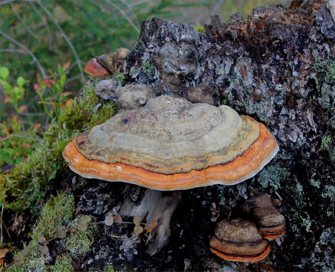 Класс трутовики. Трутовик окаймленный Fomitopsis pinicola. Fomitopsis pinicola - трутовик Сосновый. Тркьовиек окаймлённый. Трутовик Каяндера.