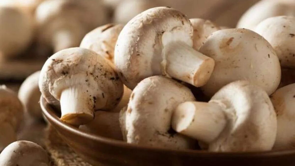 Грязные грибы. Грязные грибы белые. Белые грибы готовые. Белые губы грибы фото.