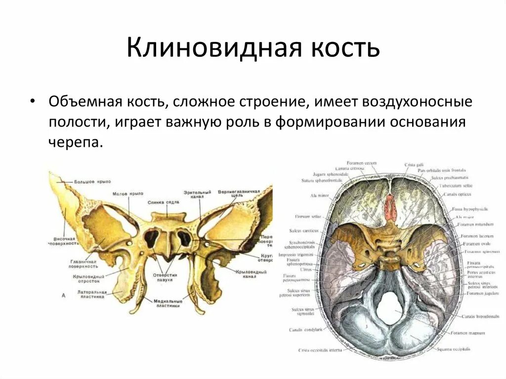 Круловидныц ороьок клиновижной кости. Клиновидная кость строение. Крыла клиновидной кости. Большое крыло клиновидной кости на черепе. В полости черепа расположен