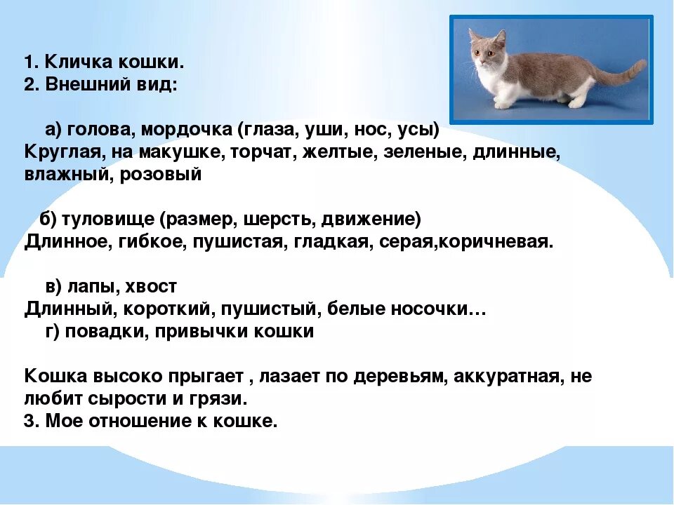 Клички для кошек. Клички для кошечек. Клички для котят. Имена для кошек. Как называют кошек имена красивые