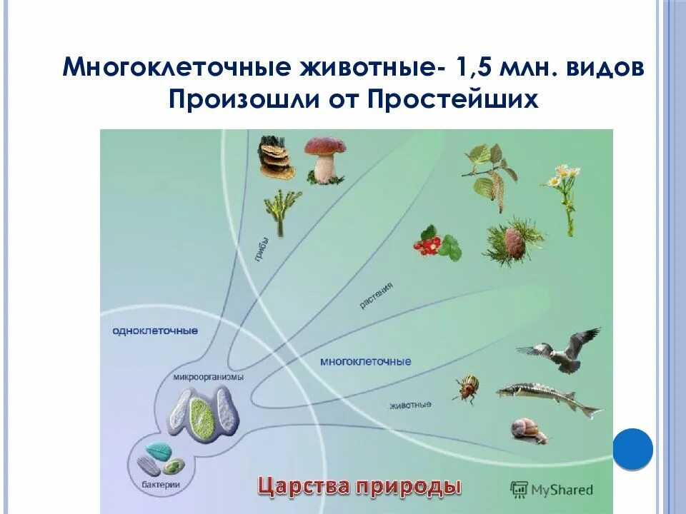 Царство одноклеточных. Царства живой природы одноклеточные и многоклеточные. эволюция одноклеточных организмов. одноклеточные живые организмы. разнообразие живой природы.