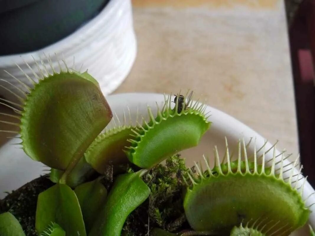 Дионея мухоловка. Венерина мухоловка Dionaea. Венерина мухоловкаоловка\. Дионея цветонос.