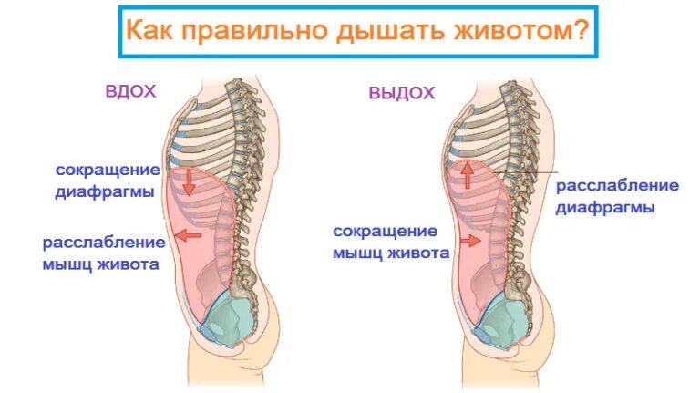 Правильное дыхание животом. Как правильно дышать. Правильное дыхание. Как правильно дышать животом. Правильный вдох и выдох.