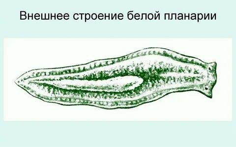 Белая планария какая