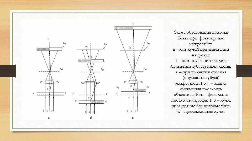 Основные правила фокусировки объектов микроскопа. Порядок работы с микроскопом биология. Основные правила фокусировки объектов микроскопа. Основные правила фокусировки объектов микроскопа. Основные правила фокусировки объектов микроскопа.