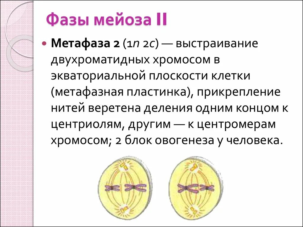 Метафаза 2 деления. Фазы мейоза метафаза 1. Фазы мейоза метафаза 2. Метафаза II деления мейоза. Выбрать характеристики относящиеся к мейозу