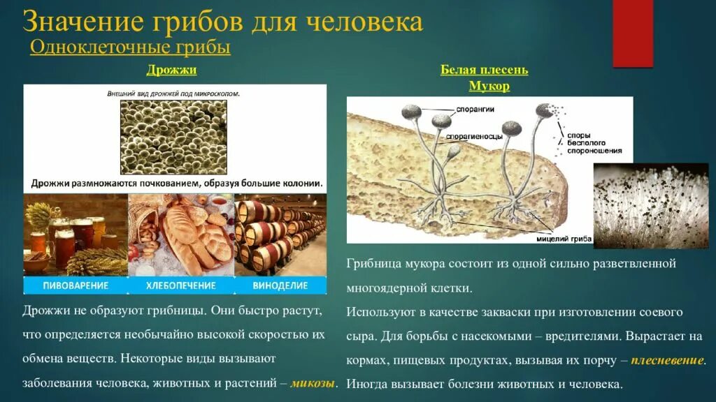 Дрожжи одноклеточные грибы. Одноклеточные плесневые грибы. Значение грибов. Роль плесневых грибов в жизни человека.