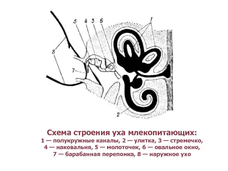 Слух млекопитающих. Строение органа слуха млекопитающих. строение уха млекопитающих. строение органов слуха млекопитающих схема. полукружные каналы и улитка уха схема.