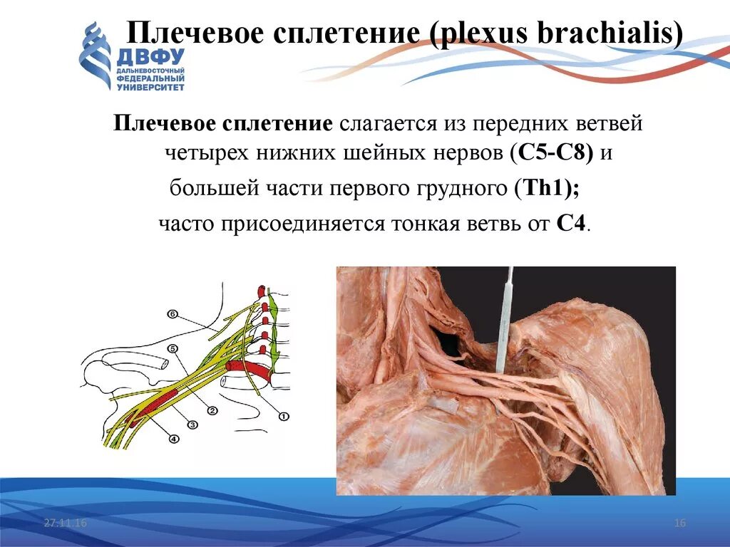 Периферические нервы и сплетения. Ветви плечевого сплетения анатомия. Плечевое сплетение короткие ветви области иннервации. Плечевое сплетение голотопия. Периферические нервы плечевого сплетения.