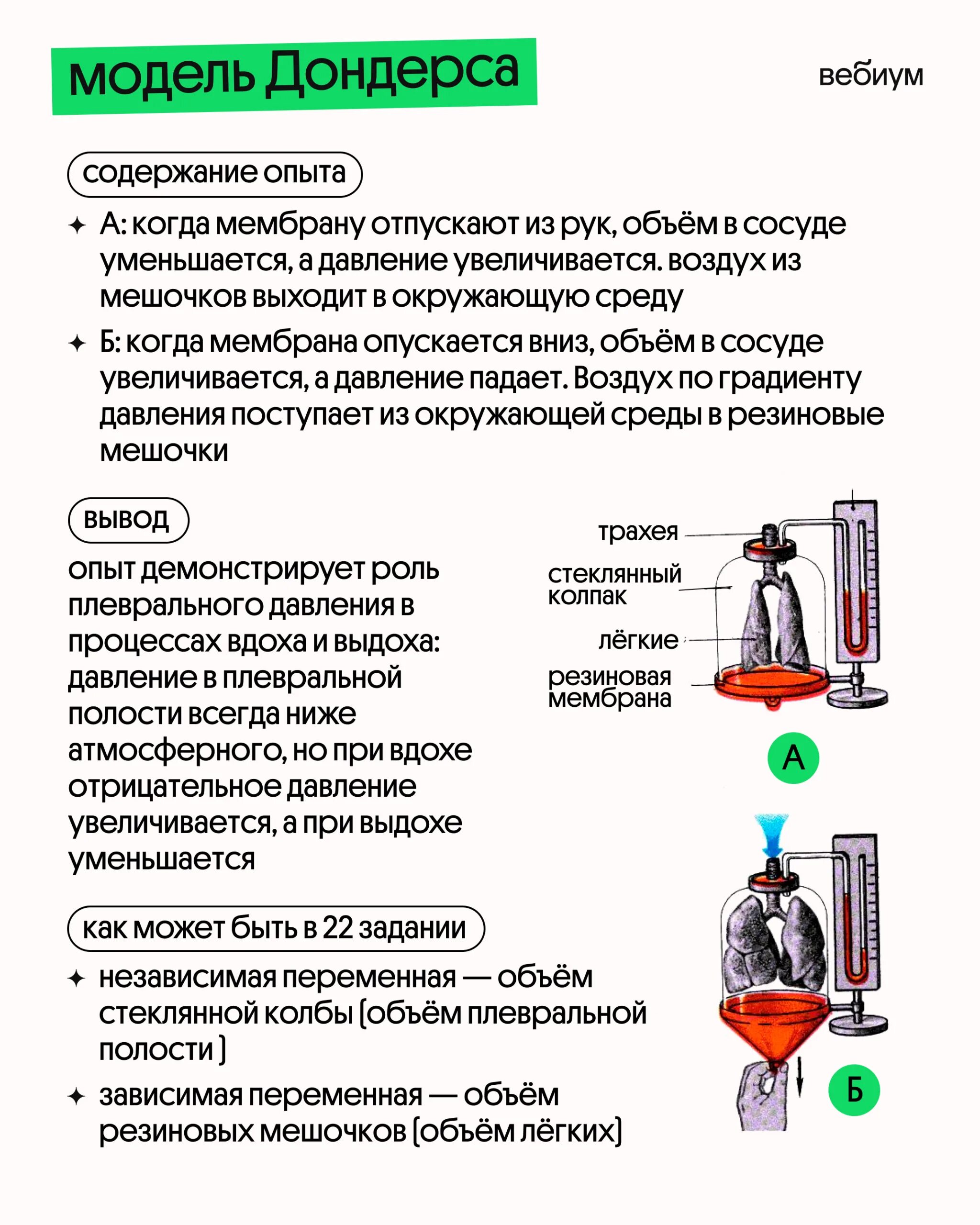 Схема Дондерса. Опыт Дондерса. Модель Дондерса своими. Модель Дондерса своими руками.