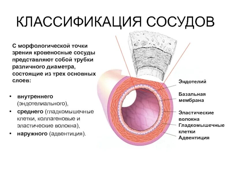 Морфологическая точка зрения. Эластические волокна артерии эндотелии. Базальная мембрана сосудов. Кровеносные сосуды классификация сосудов.. Строение эндотелия сосудов.