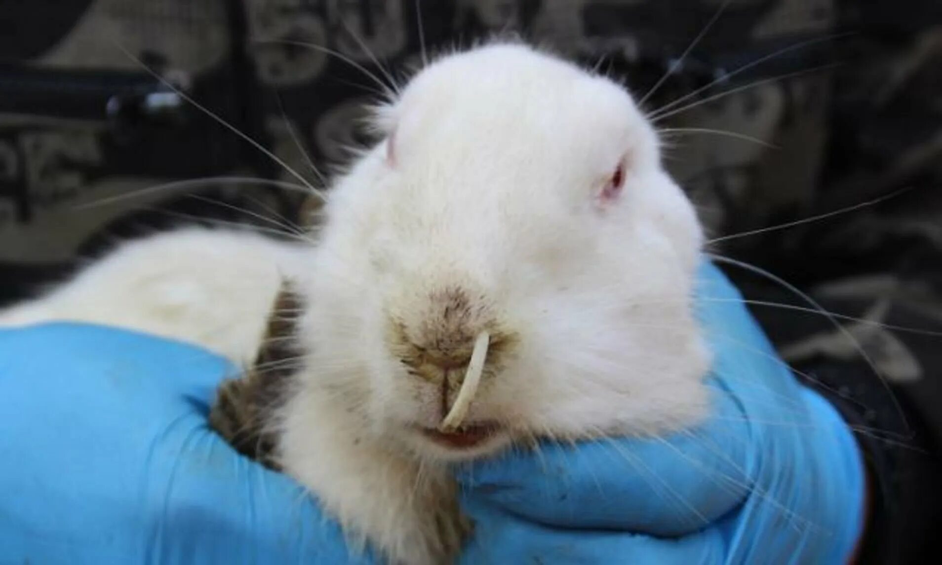 кролики растут зубы