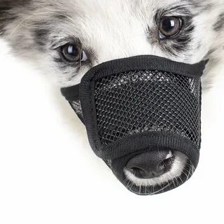 Намордник для кошек