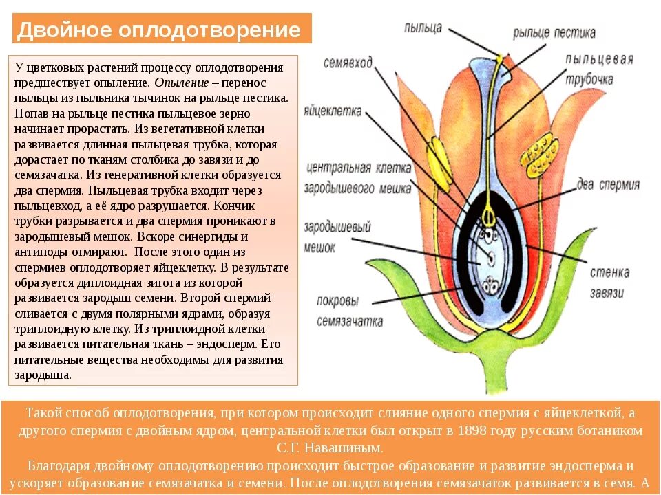 Образование семян покрытосеменных. Механизм двойного оплодотворения у цветковых растений. Схема процесса двойного оплодотворения цветковых растений. Оплодотворение покрытосеменных растений схема. Процесс оплодотворения у цветковых растений схема.