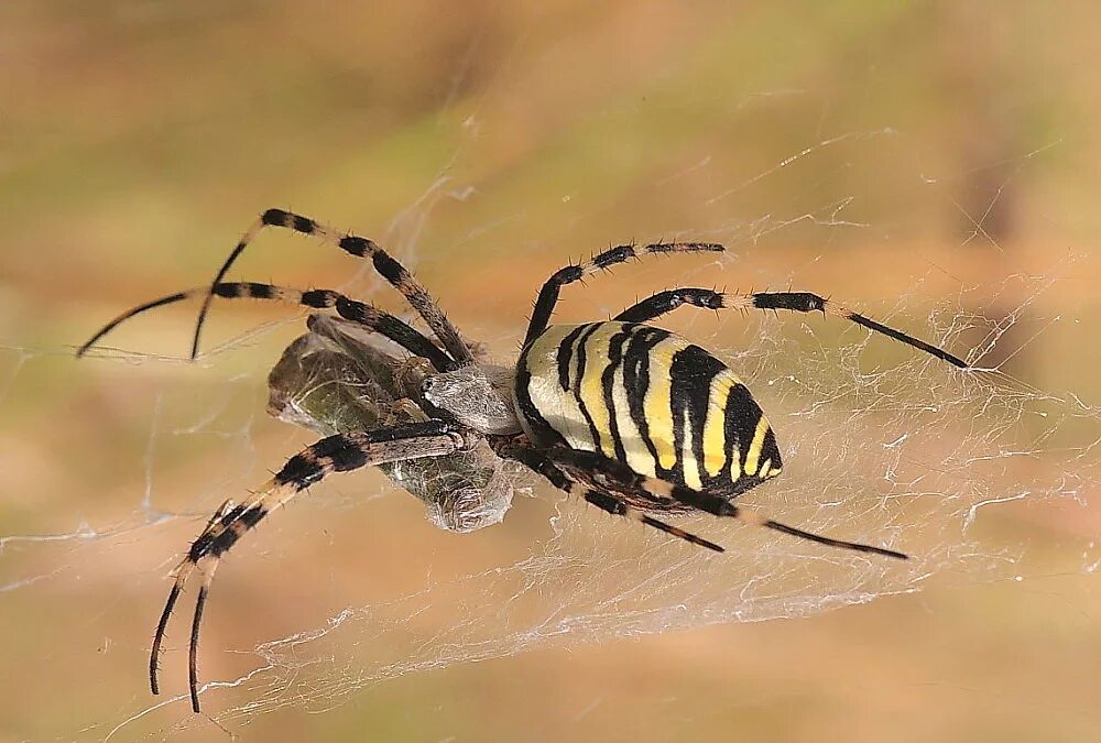 Паук билайн. Argiope bruennichi паук. Аргиопа Брюнниха. Аргиопа Брюнниха, или паук-. Паук Оса паук Аргиопа Брюнниха.