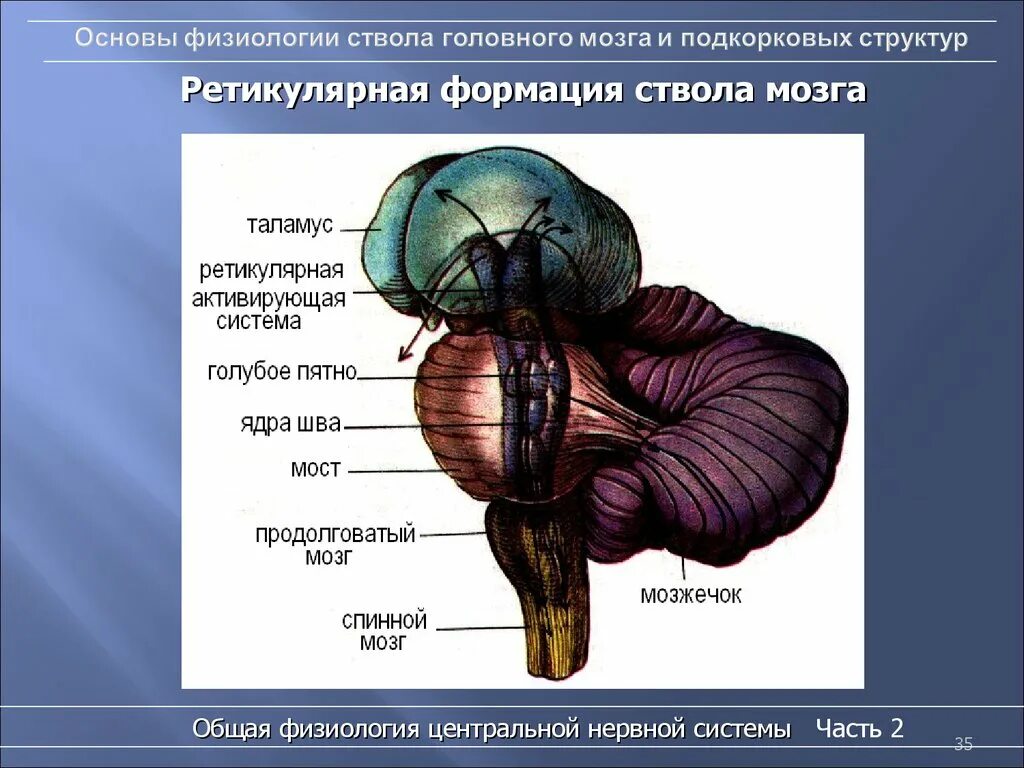 Ретикулярная формация таламус. Ретикулярная формация ствола головного мозга. Ядра ретикулярной формации ствола головного мозга. Ретикулярная формация ствола мозга физиология.