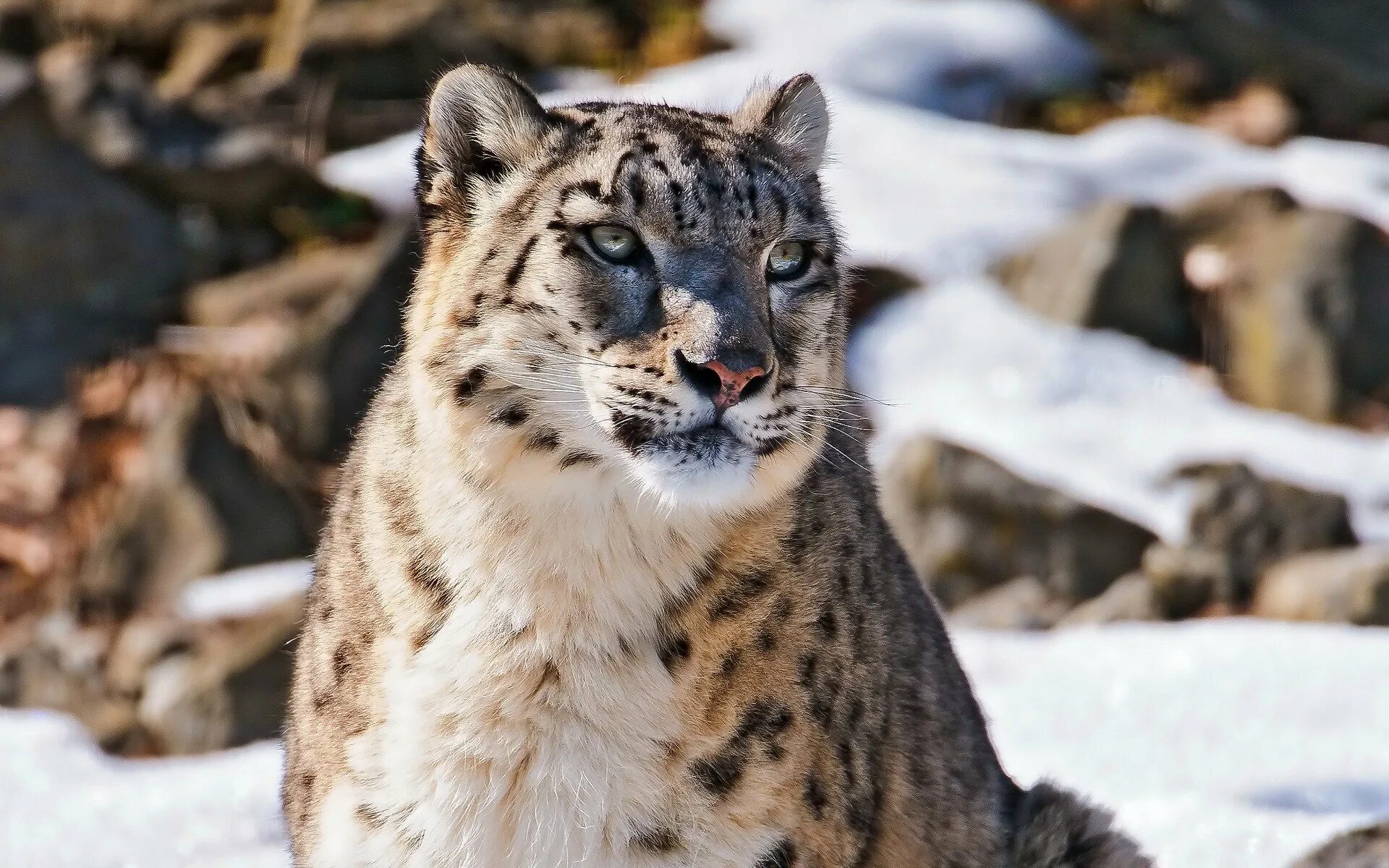 Барс живущий. Снежный барс uncia uncia. - снежный барс (panthera uncia. ирбис (снежный барс) uncia uncia. ирбис, или снежный барс (uncia uncia, panthera uncia).