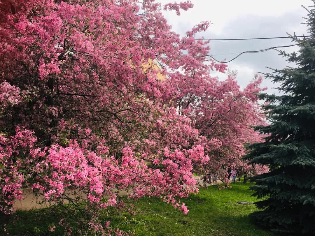 Екатерининский парк яблони. Екатерининский парк в москве цветение. Екатерининский парк яблони недзвецкого. Екатерининский парк цветение яблонь. Екатерининский парк яблоневая аллея.