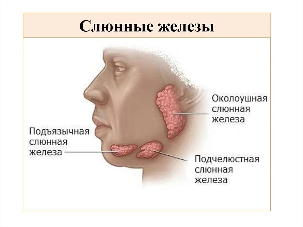 Сиаладенит околоушных. Околоушная слюнная железа воспаленная. Проток околоушной слюнной железы. 3. Слюноотделение у детей.
