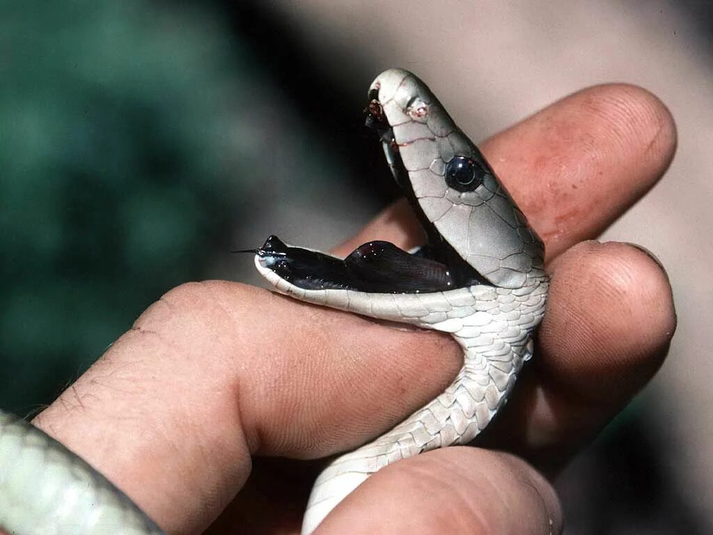 Ядовитые зубы змеи. Чёрная мамба Dendroaspis polylepis. Ядовитая змея черная мамба. Яд змеи черная мамба.