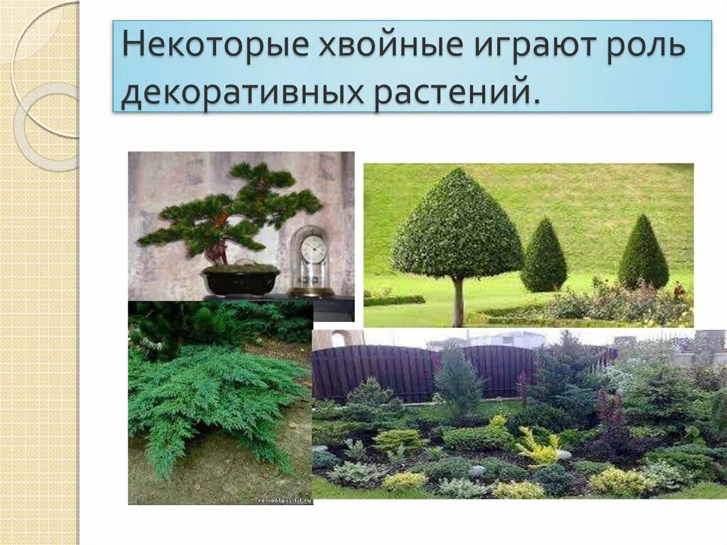 Декоративные Голосеменные растения. Декоративная роль растений. Декоративные формы голосеменных. Многообразие хвойных растений.