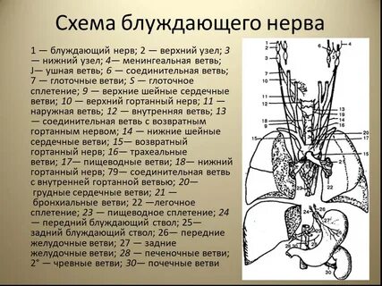 Блуждающий нерв участвует в