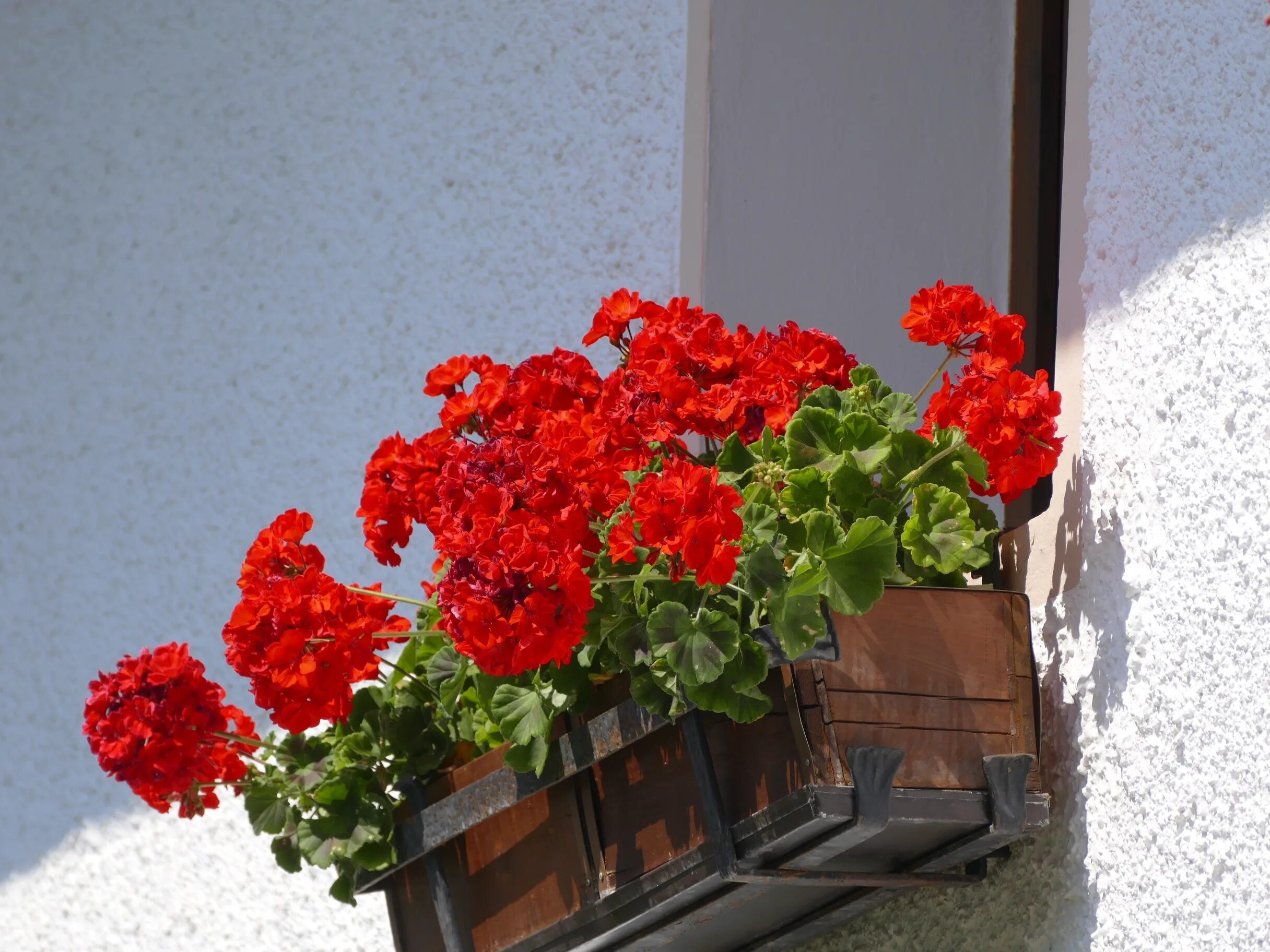 Пеларгония на улице при какой температуре. Santorini пеларгония. Пеларгония balcon Red. Пеларгония ампельная balkon. Пеларгония ампельная в кашпо.