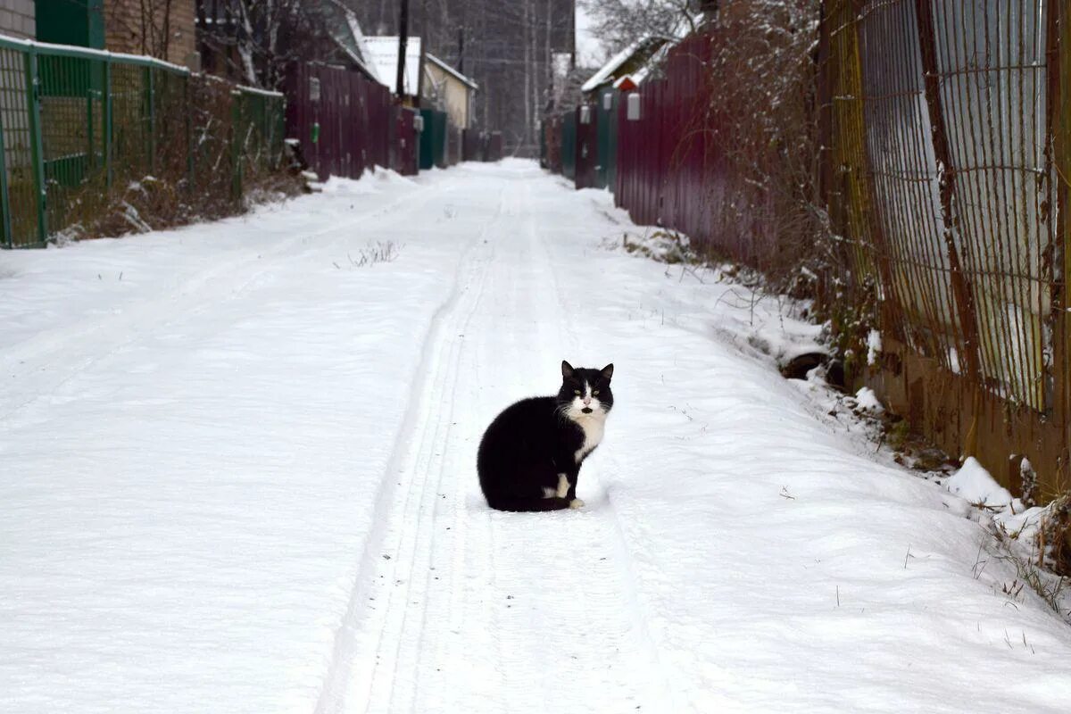 Трактор чистит дорогу. Кто чистит снег в снт. Кто чистит снег в снт. Расчистка снега в снт. Расчистка снега в снт до после.