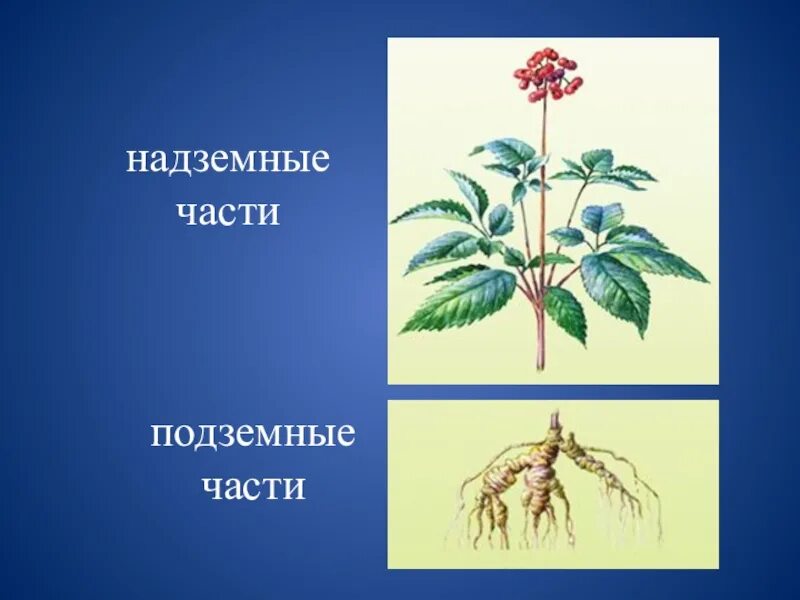 Надземные части корня. Надземная часть растения. Подземная и надземная часть растений. Наземная и подземная часть растения. Надземные органы растения.