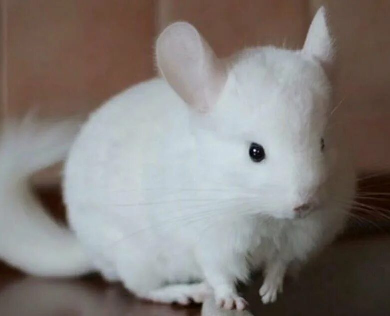 шиншилла альбиносец. австралийская шиншилла альбинос. шиншилла альбинос. шиншилла окраса альбинос. шиншилла сапфир.