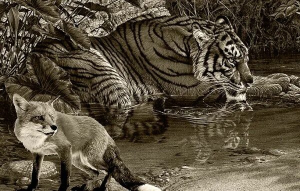 Лисичка и тигр. Тигровая лиса. Тигр и лиса фото. Тигр и лиса вместе. Тигр притча