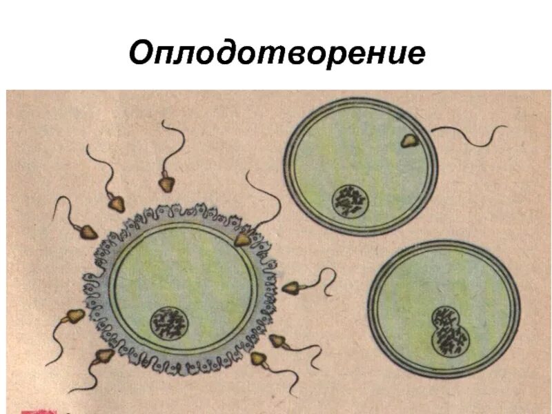 Оплодотворение рисунок. Внутреннее оплодотворение рисунок. Оплодотворение яйцеклетки схема. Оплодотворение рисунок. Размножение человека процесс оплодотворения.