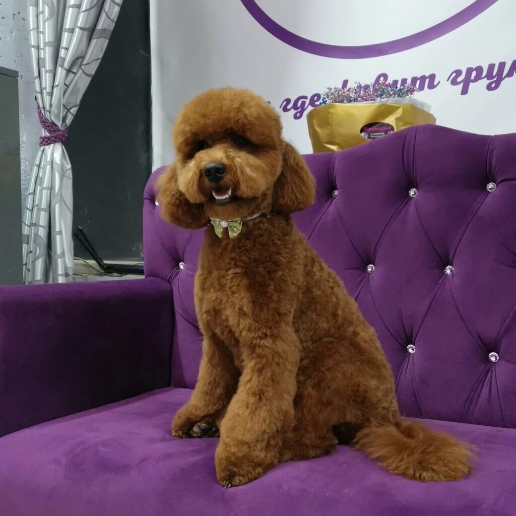 грумминг для собак. грумер ростов на дону. грумер ростов на дону. груминг в ростове на дону. грумер ростов на дону.