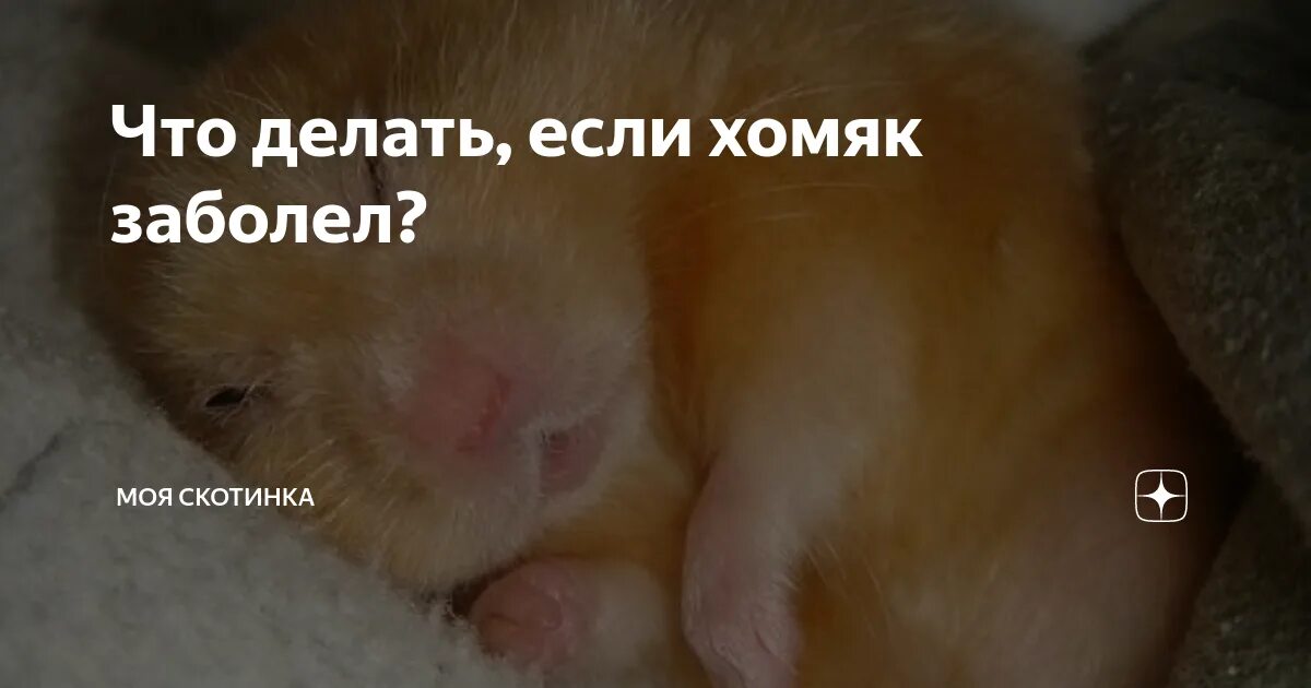 Хомяк ошибка при входе. Хомяк ошибка при входе