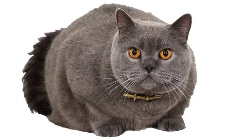 Английская кошка