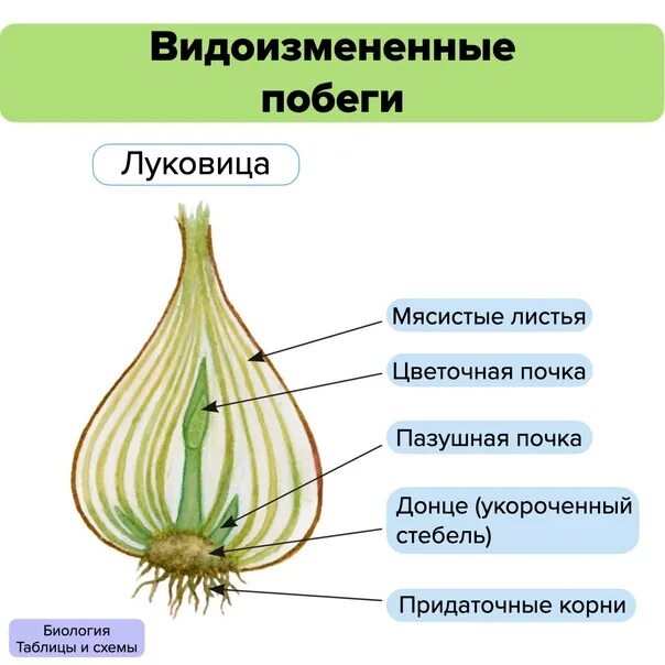 Клубни корневища луковицы лабораторная работа. Видоизменение побегов луковица строение. Корневище клубень луковица видоизмененные побеги. Строение видоизмененных подземных побегов. Видоизменения побегов клубень.