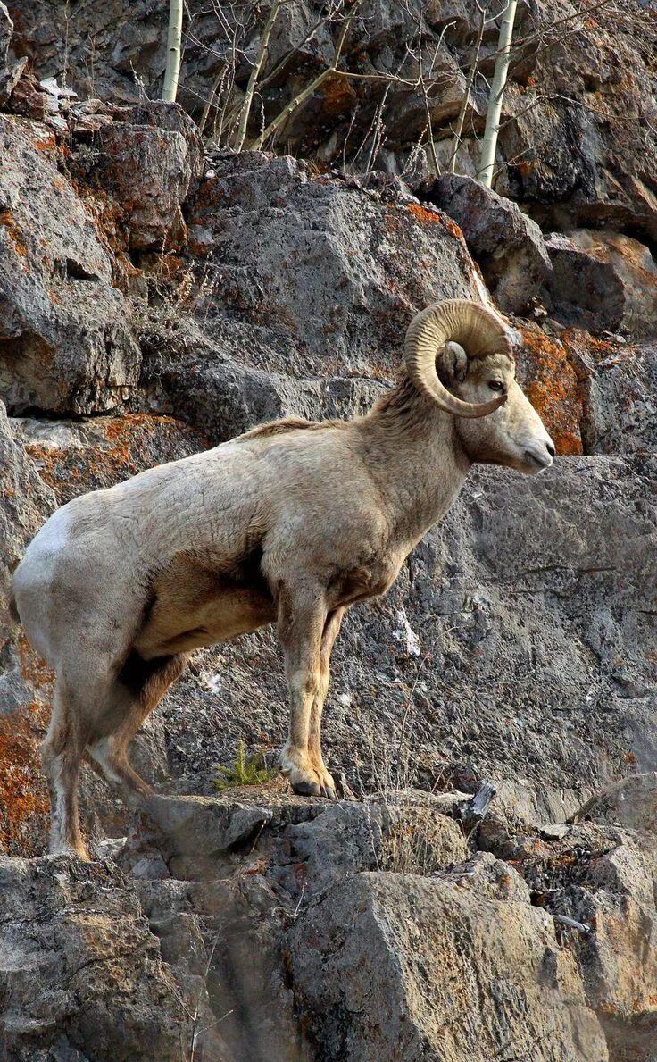 Альпийский горный козел. Альпийский горный козел ибекс. Безоаровый горный козел. Пиренейский горный козел. Альпийский горный козел ибекс.