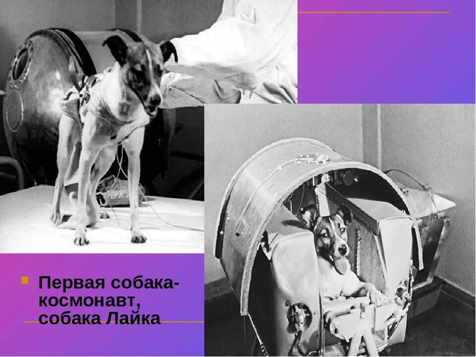 1 собака космонавт. Собака лайка 1957. Лайка первый космонавт. Собака космонавт лайка 1957 год. Первый полет лайки в космос.