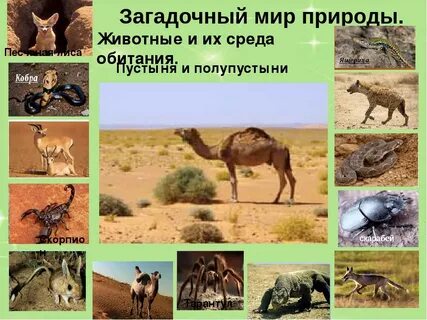 Животный мир зоны полупустынь и пустынь