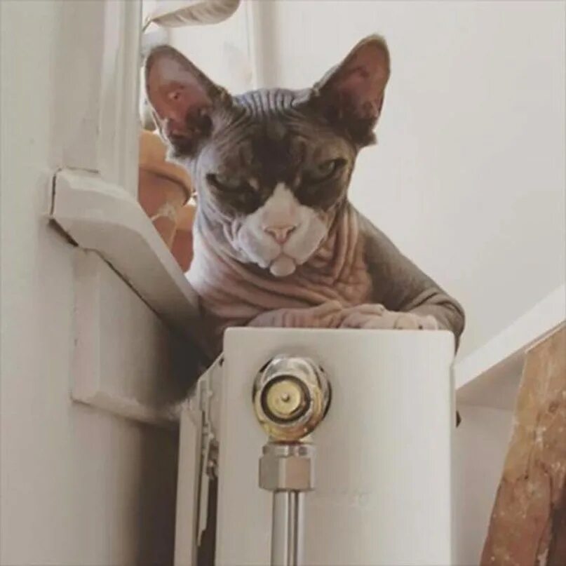 Коты мим