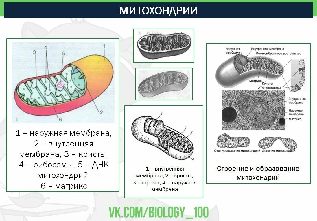 Митохондрии рисунок. Строение митохондрии ЕГЭ биология. Строение митохондрии ЕГЭ. Структура Крист митохондрий. Схема строения митохондрии ЕГЭ.