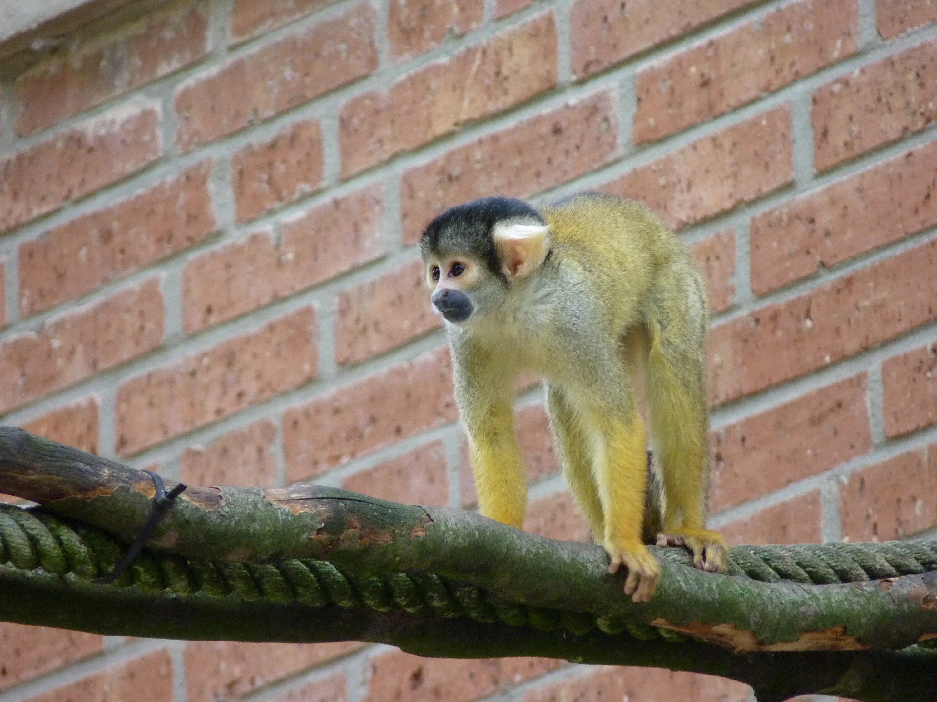 Monkey climb. Беличья обезьяна. зоопарк с макаками. monkey climbing. саймири прыгает спиной.