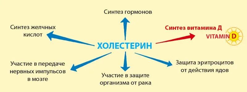 Холестерин вред и польза. Холестерин в организме человека. Влияние холестерина на организм. Холестерин вреден или полезен. Основной источник холестерина в организме.