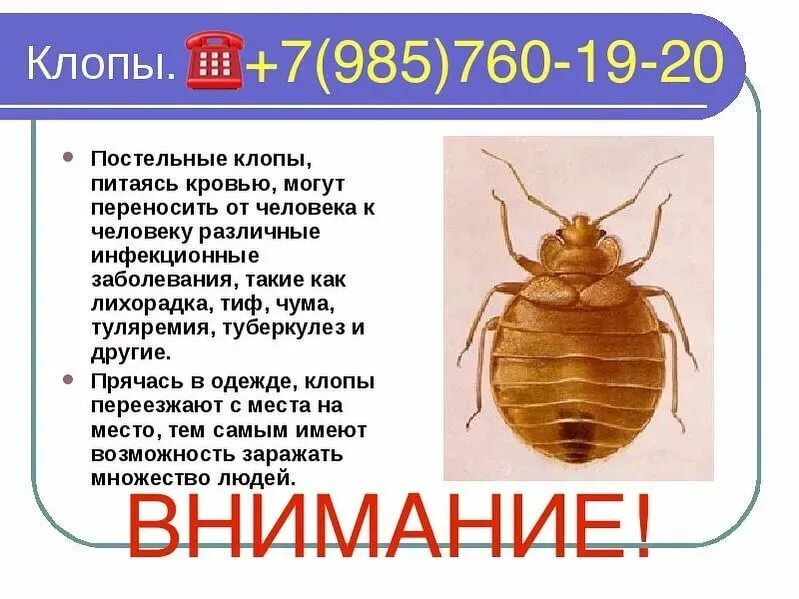 Какие болезни переносят клопы. Клопы переносчики болезней. постельный клоп клопы. постельный клоп болезни. клопы переносят заболевания.