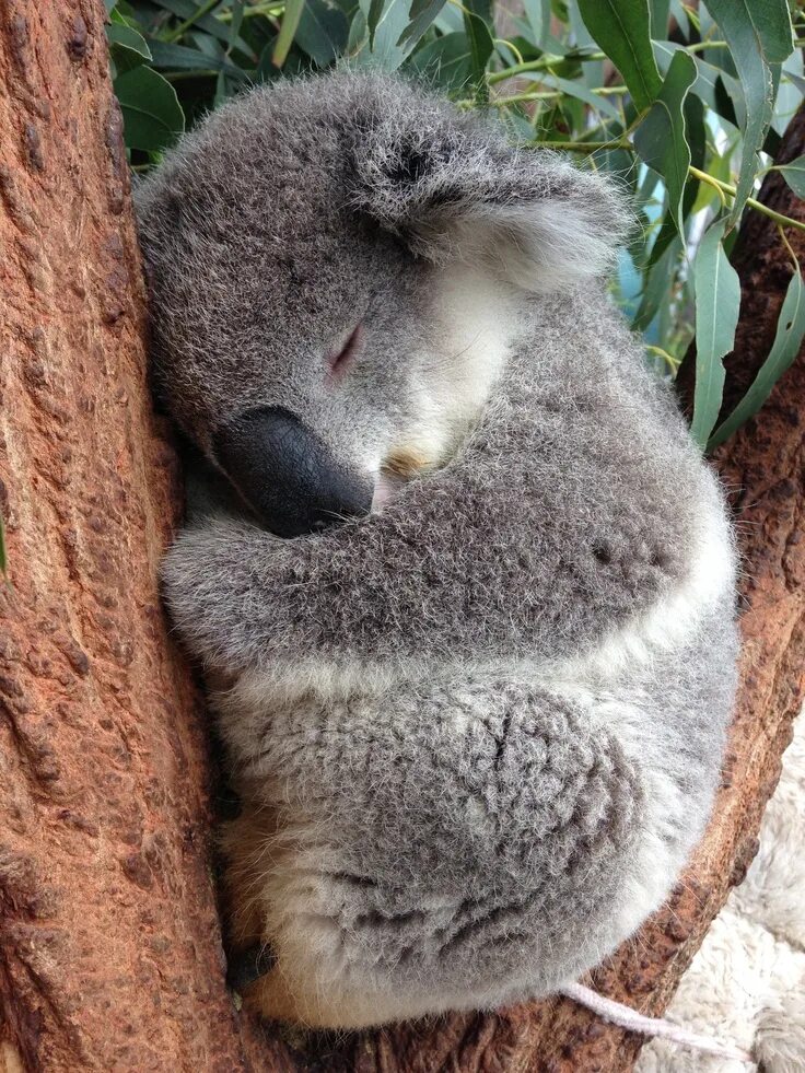 Сколько спят коалы. Коала. Коала в Австралии. Мишка коала. Коала хищник.