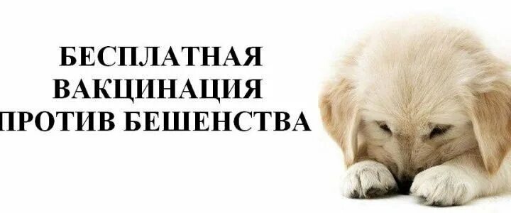 Вакцинация животных. Бесплатная вакцинация против гриппа. Памятка о вакцинации животных. Объявление о вакцинации животных. Вакцнация оттбешенцства.